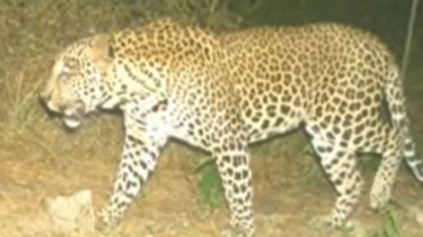 District administration released a photo of a leopard walking in Mayiladuthurai