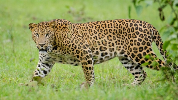Leopard entered at Siddar Kadu and killed goat in Mayiladuthurai