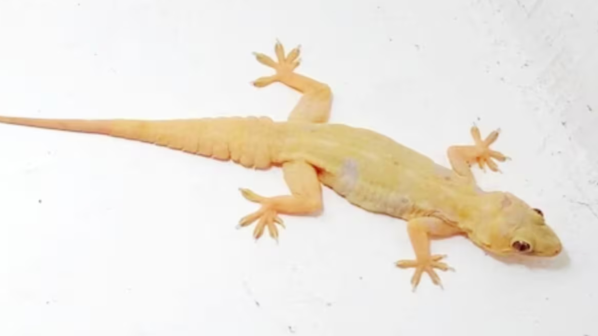 பல்லி விழுந்தது உங்கள் தலையிலா? தலைமுடியிலா? என்ன பலன் தெரியுமா