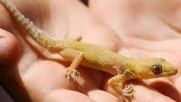 lizard falling on head says the problem in life lizard falling on head says the problem in life