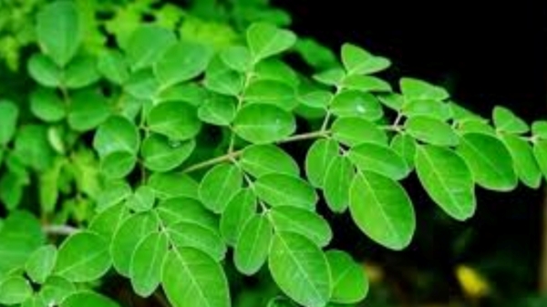 Excellent Medicinal Nutrients in the Drumstick Leaves and moringa leaves chutney is the Best for Anemia low hemoglobin