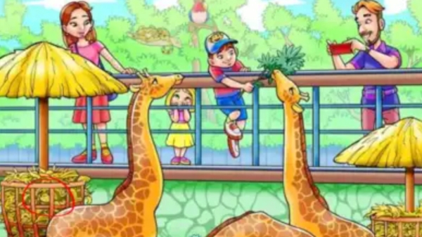 Optical illusion Can you find the monkey hidden in this zoo with in 9 seconds