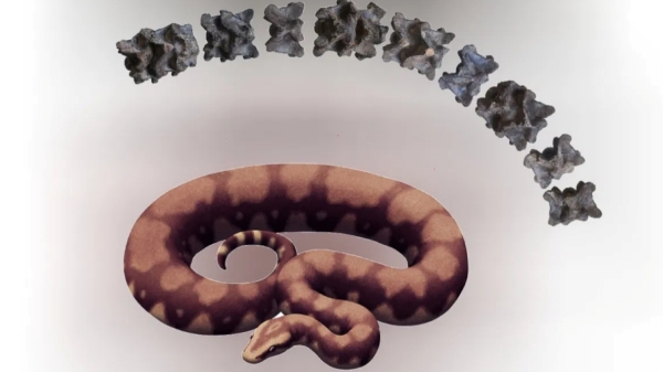 IIT Roorkee Researchers says the large size of 50 ft Vasuki Indicus found at Kutch in Gujarat