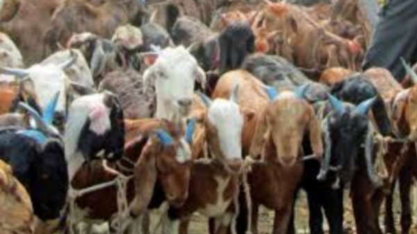 25 goats in Aruppukkotai and what happened to the Farmer Rajan near Virudhunagar in overnight 25 goats in Aruppukkotai and what happened to the Farmer Rajan near Virudhunagar in overnight