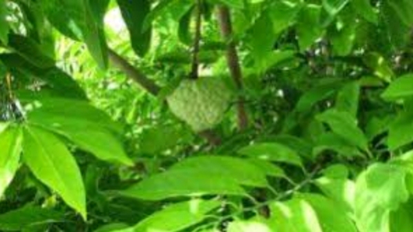 Super Health Benefits of Custard Apple Leaves and Can Diabetics take this custard apple leaf Juice regularly
