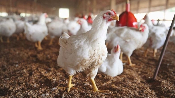 This is the big twist in Summer Broiler producers are doubly happy How did this magic happen