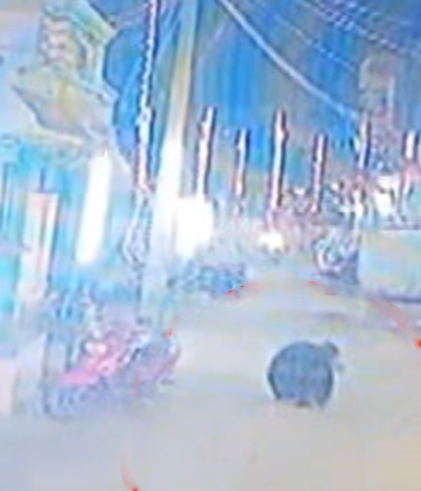 Bear enters kallidaikurichi town in tirunelveli district and bite woman at early morning