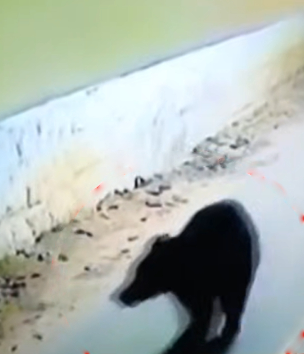 Bear enters kallidaikurichi town in tirunelveli district and bite woman at early morning