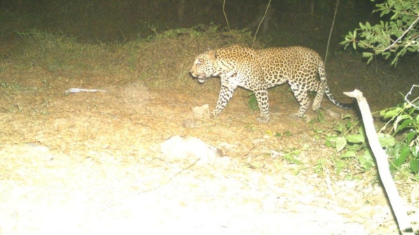 leopard from Mayiladuthurai has now shifted to Ariyalur