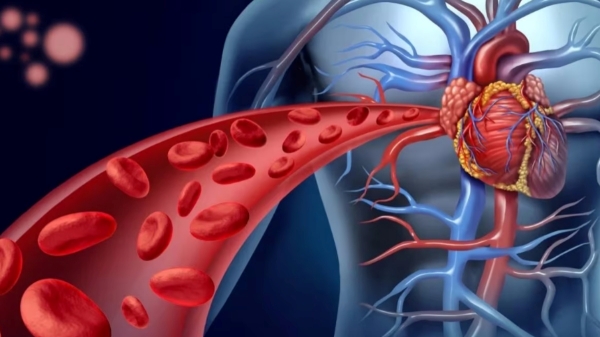 Do you know Salmon Fish is the Super Medicinal cleanse the Blood and Best Tips for boost blood circulation Blood Purification