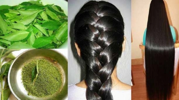 Best home remedies for white hair and Do you know Hibiscus Leaves is the Super Medicinal Benefits for Grey Hair