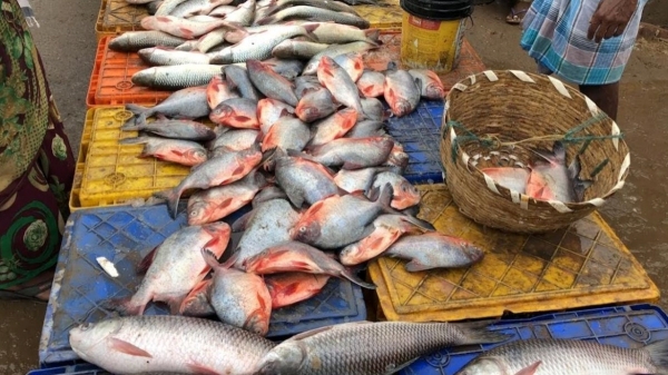 When will fish sales increase in Tamil Nadu and Chennai Kasimedu Mural Crab Prawn Fish rate in sudden High