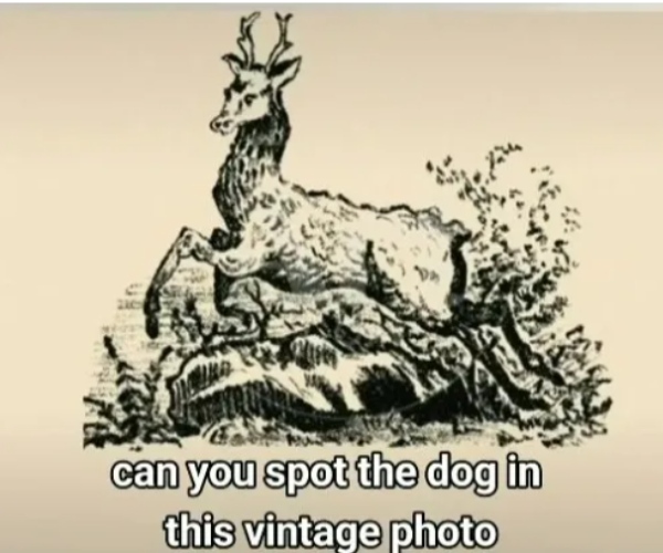 Can you spot the dog in the Optical Illusion picture within 5 seconds