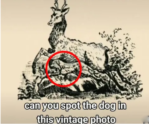 Can you spot the dog in the Optical Illusion picture within 5 seconds