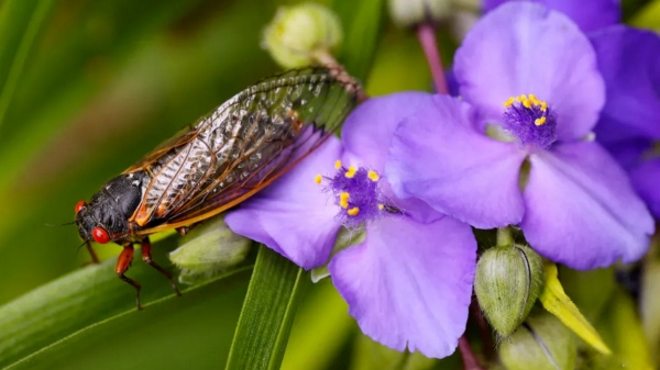US to set another Natural wonder as two Sexually Aroused Cicadas Set To Engulf