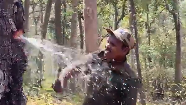 A miracle for India A rare Indian laurel tree that stores water as if you open a pipe in AP