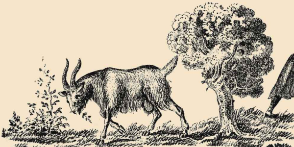 Optical Illusion Find the goat s owner in the picture in 5 seconds Optical Illusion Find the goat s owner in the picture in 5 seconds