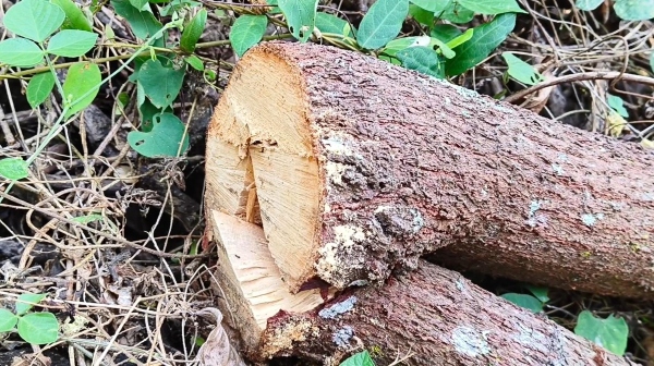 Sandalwood trees were cut and smuggled in Dindigul Sirumalai on the occasion of full moon day