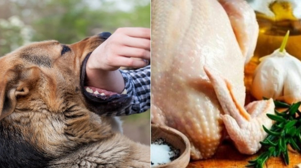 Will any food restriction on anti rabies vaccines done Will any food restriction on anti rabies vaccines done