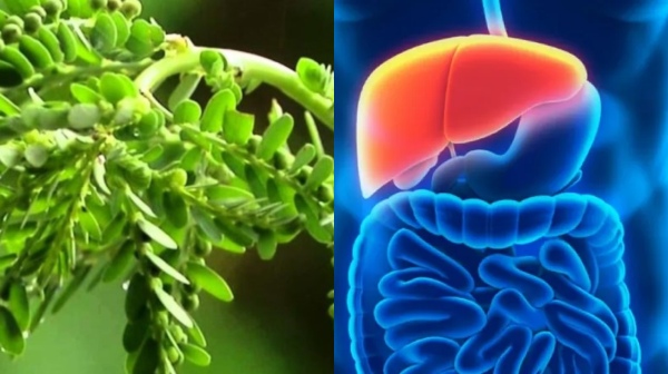 Do you know which is the Best food protect the Liver and Keezhanelli Juice is the Super drink for Healthy Liver