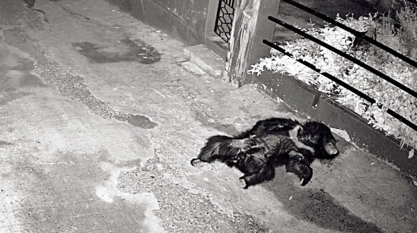 Coonoor surprise visit Bear in front of the House and Who is this VIP enter into the Nilgiris District