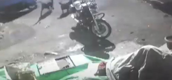 Rottweiler bite girl s father is in agony