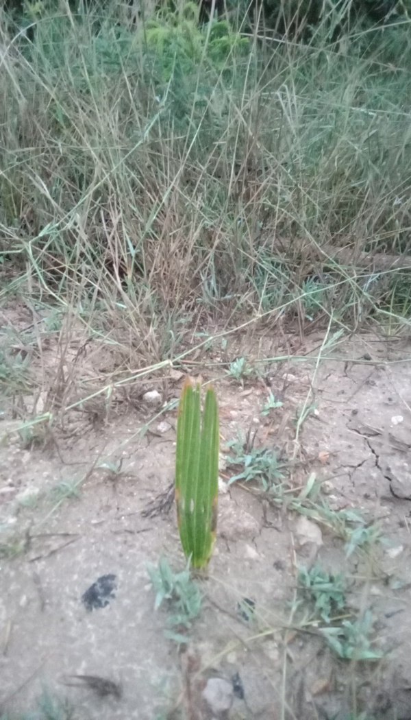 Palm trees in Tirunelveli sprouted after two years Netizens amazed