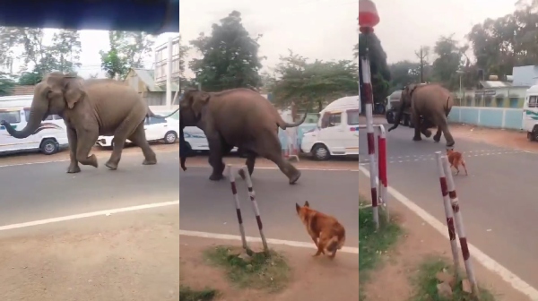 The dog chased away the wild elephant that entered the town in the Nilgiris