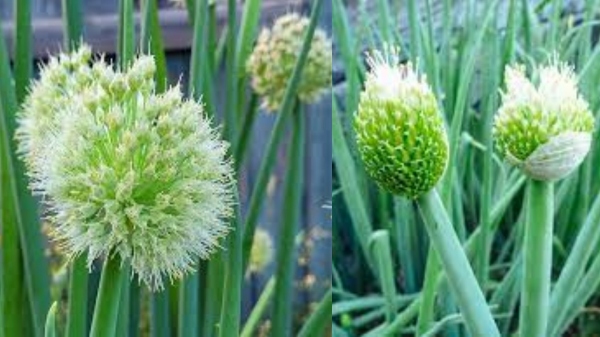 Amazing Medicinal Uses of Onion Flowers and Can we use onion flowers as medicine for toothache