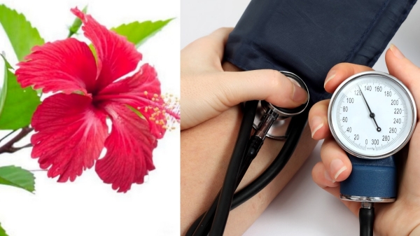 Super Health Benefits of Hibiscus Flower and What are the Best Food to control High Blood pressure Best Exercise for High B P Super Health Benefits of Hibiscus Flower and What are the Best Food to control High Blood pressure Best Exercise for High B P