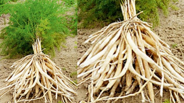 Wonderful Medicinal Uses of Thaneervittan Kilangu and Do you know how thaneervittan kilangu helps women