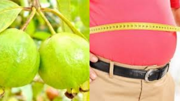 Can Guava Leaf help in weight loss and Do Fantastic Betel Leaves help in melting Belly fat Can Guava Leaf help in weight loss and Do Fantastic Betel Leaves help in melting Belly fat