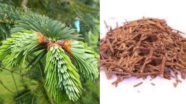 Do you know Amazing Medicinal Uses of Thalishapathri Herbal and Thalishapathri Sooranam Powder is the Best for our Body Parts