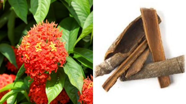 Do you know the Medicinal Uses of Ashoka Tree Bark and Can Women Diabetic take Ashoka Bark Powder