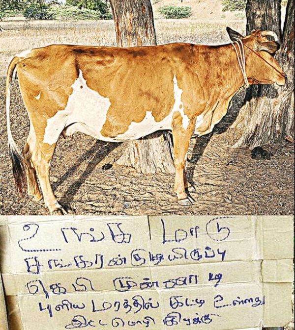 The man who stole the cows in Tuticorin gave the cow owner a pleasant surprise The man who stole the cows in Tuticorin gave the cow owner a pleasant surprise