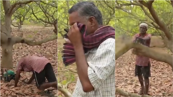 Farmers in Cuddalore cutting down the cashew trees they grew with passion