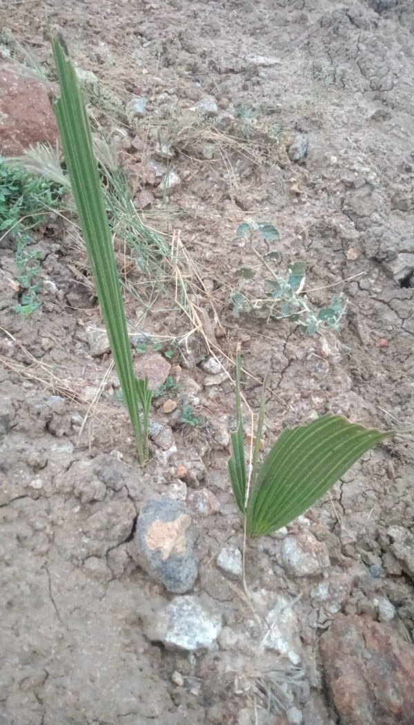 Palm trees in Tirunelveli sprouted after two years Netizens amazed