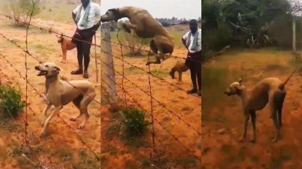 A Chippiparai dog jumps to great heights Check out the amazing skills of Chippiparai dogs A Chippiparai dog jumps to great heights Check out the amazing skills of Chippiparai dogs