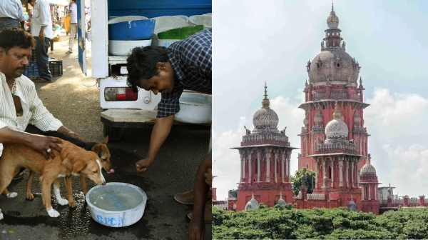 High Court asks Tamil Nadu government about the plans to provide water and food to animals