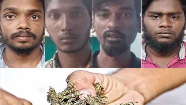 Ganja dealers cheated youths who came to buy ganja in Tirupur by giving them cow dung Ganja dealers cheated youths who came to buy ganja in Tirupur by giving them cow dung