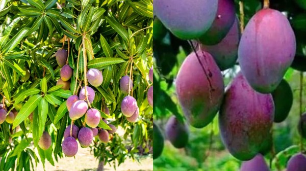 In karnataka Dharwad farmer sells Miyazaki mango for Rs 10 000