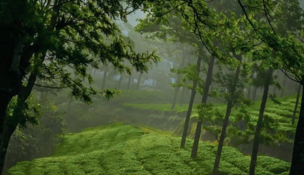 TN government should take wartime measures to protect the livelihood of the Mancholai tea plantation workers SDPI TN government should take wartime measures to protect the livelihood of the Mancholai tea plantation workers SDPI