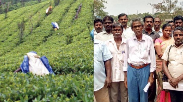 manjolai nellai tea estate