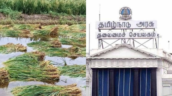 Officials have been appointed in 9 districts to prevent paddy damage due to rain