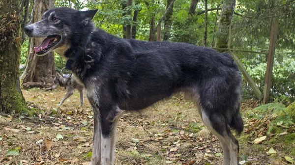 The incident of Siberian husky biting a boy in Chennai