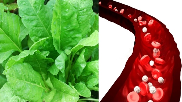 5 Healthy Juices that help in faster Hair growth and Do you know Carrot is the Super food for strong Hair