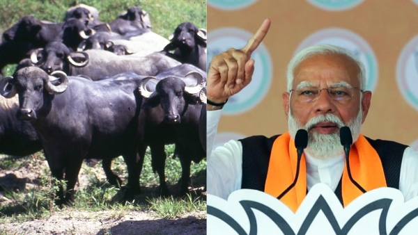 PM Modi says that If you have two buffaloes one will be taken by Congress