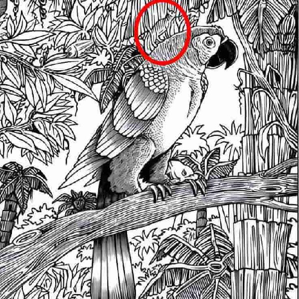 find the cat in this optical illusion picture within 8 seconds