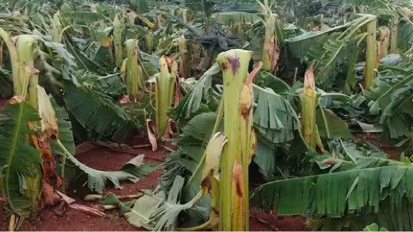 50 thousand banana trees damaged due to cyclone wind around coimbatore zone