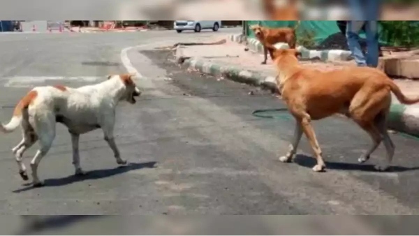 Two domestic dogs bit a 5-year-old girl in Chennai Thousand Lights Park